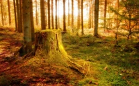 nature, tree, forest, woodland, nature reserve