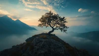 tree, mountain, sunset, nature, scenery wallpaper