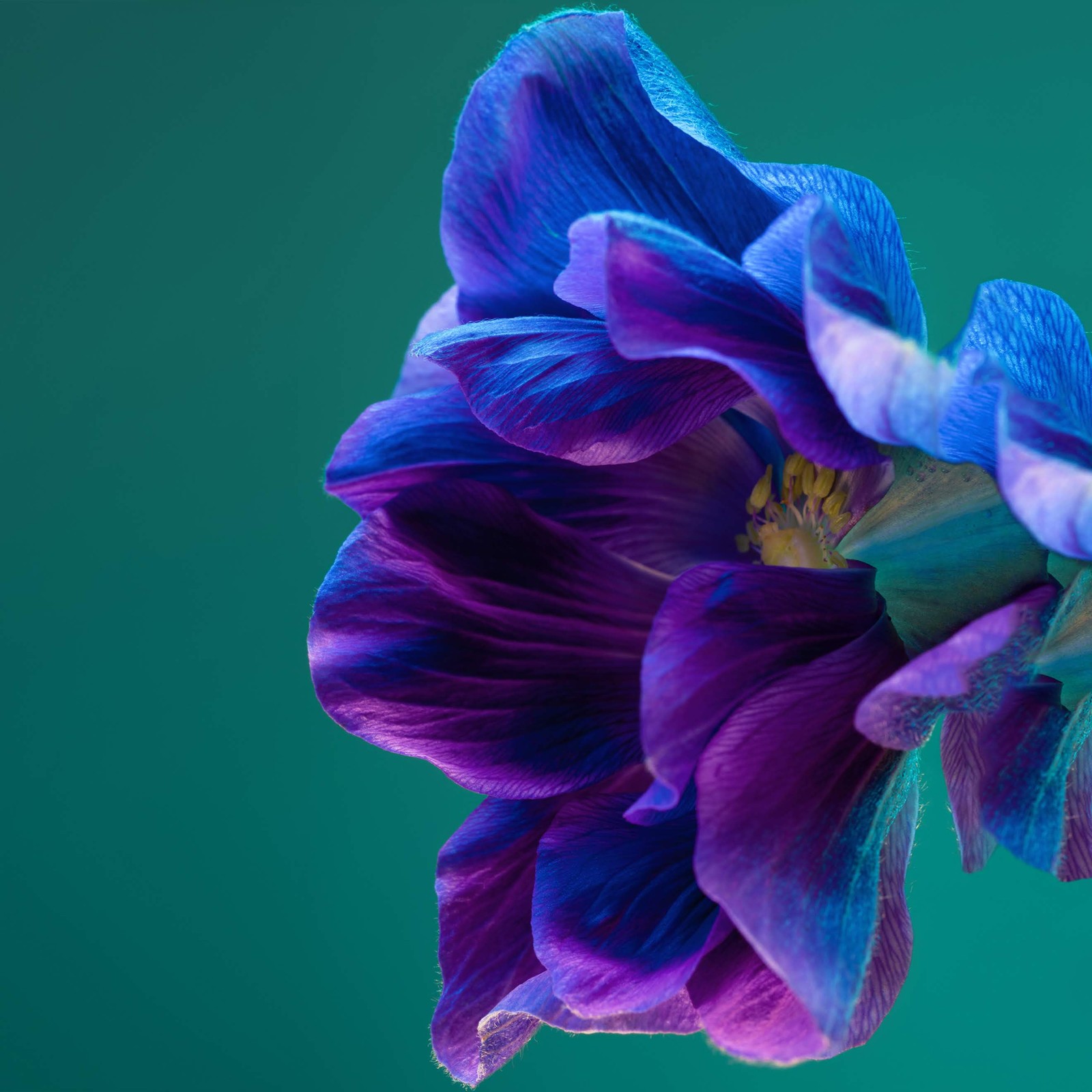 There is a purple flower with blue petals on a green background (huawei, huawei p40 pro, smartphone, android, blue)