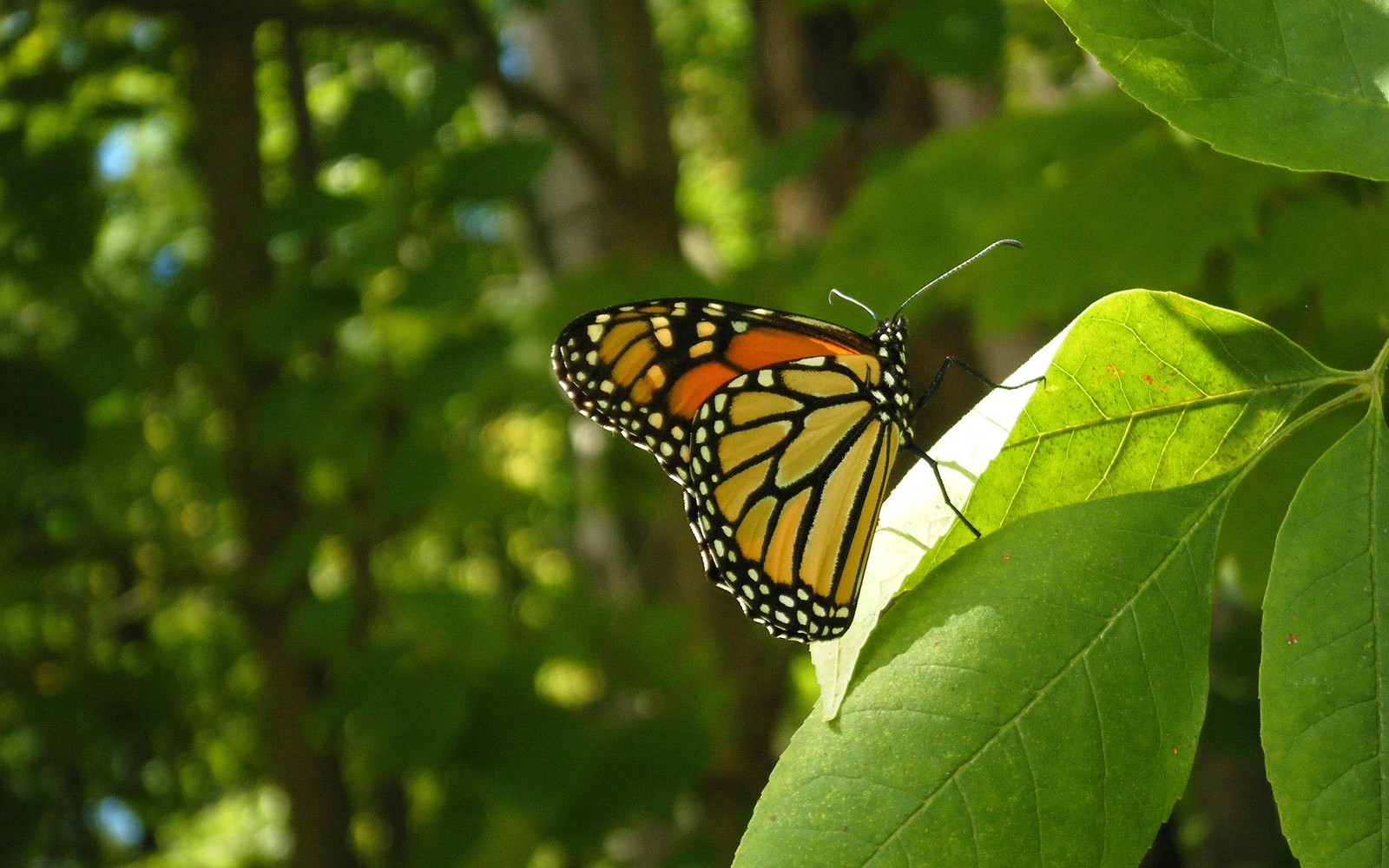 Ein schmetterling sitzt auf einem blatt (monarchfalter, pieridae, motten und schmetterlinge, schmetterling, insekt)