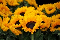 spring, sunflowers, blossom, floral, yellow flowers wallpaper