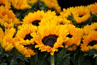 Brillantes flores de girasol en plena floración