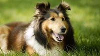 Collie de pelo áspero relaxando na grama verde