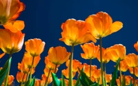 primavera, planta floreciendo, pétalo, naranja, planta