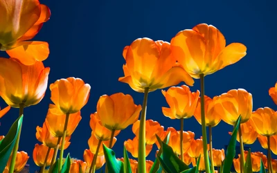 printemps, plante à fleurs, pétale, orange, plante