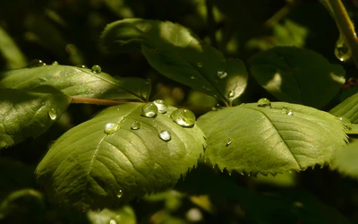 Gotas de rocío en hojas verdes: Un estudio macro de la humedad de la naturaleza