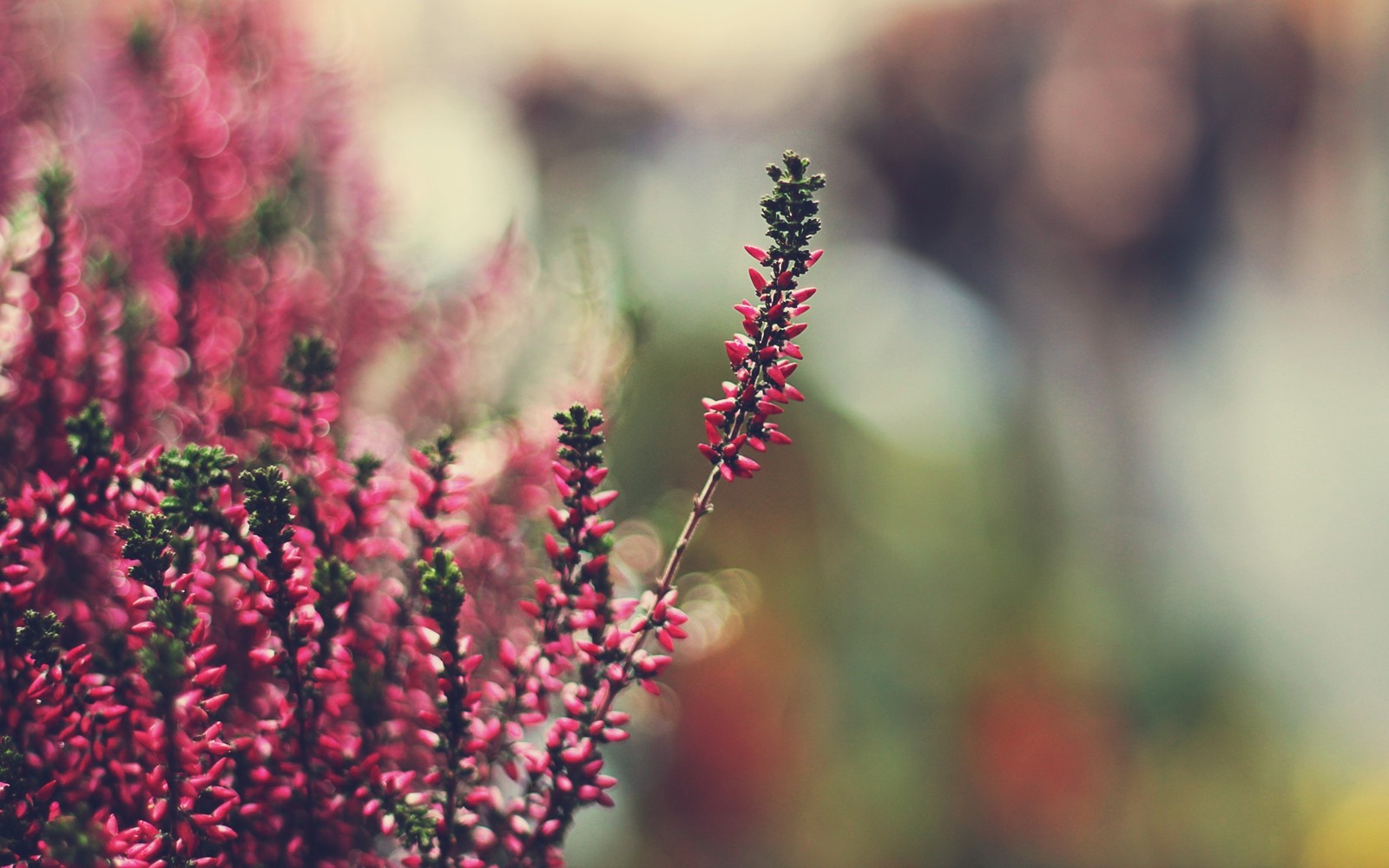 Un gros plan d'une plante avec des fleurs roses (plante, printemps, tige de plante, fleur sauvage, floraison)