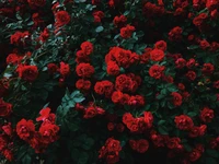 Rosas híbridas vermelhas vibrantes em flor