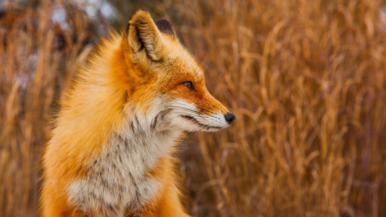 Un primer plano de un zorro con una melena muy larga (zorro rojo, animales)