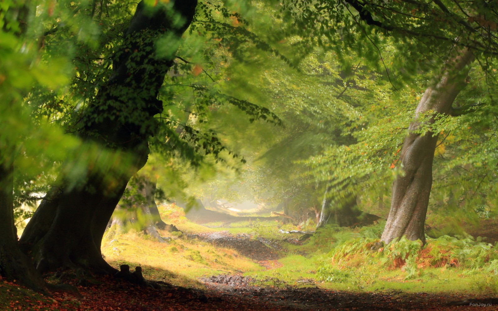 Una vista de un sendero a través de un bosque con árboles y hojas (bosque, naturaleza, verde, árbol, vegetación)