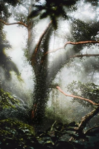 Majestuoso dosel de selva iluminado por suave luz solar