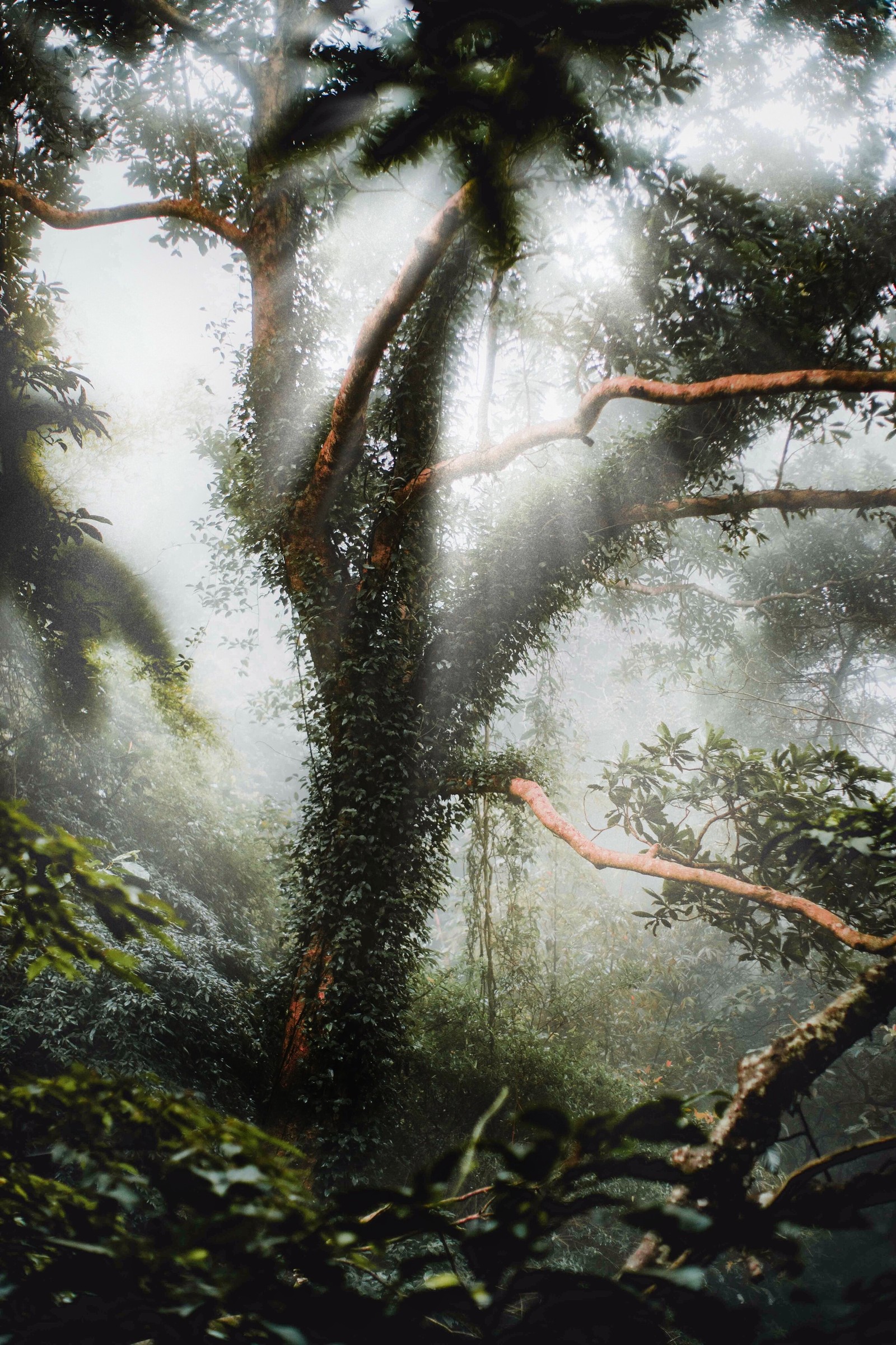 Há uma imagem de uma árvore no meio de uma floresta (ambiente natural, natureza, plantas, árvore, paisagem natural)