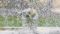 Marguerites dans un vase en verre sous une douce pluie