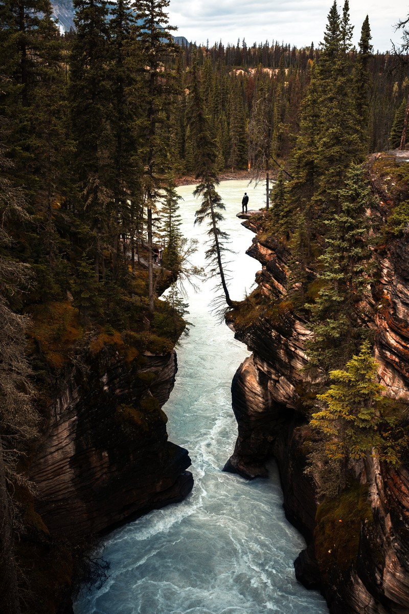 Река течет через узкий каньон с деревьями (водопад атабаска, athabasca falls, водоем, природа, вода)