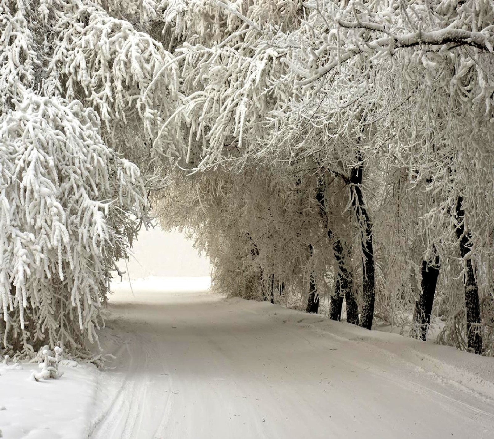 Verschneite bäume säumen einen weg in einem verschneiten wald (winter)