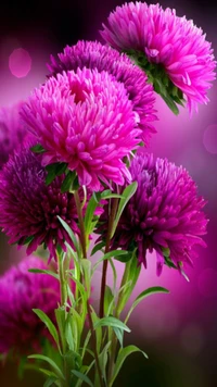 Vibrant Pink Asters in Spring Bloom