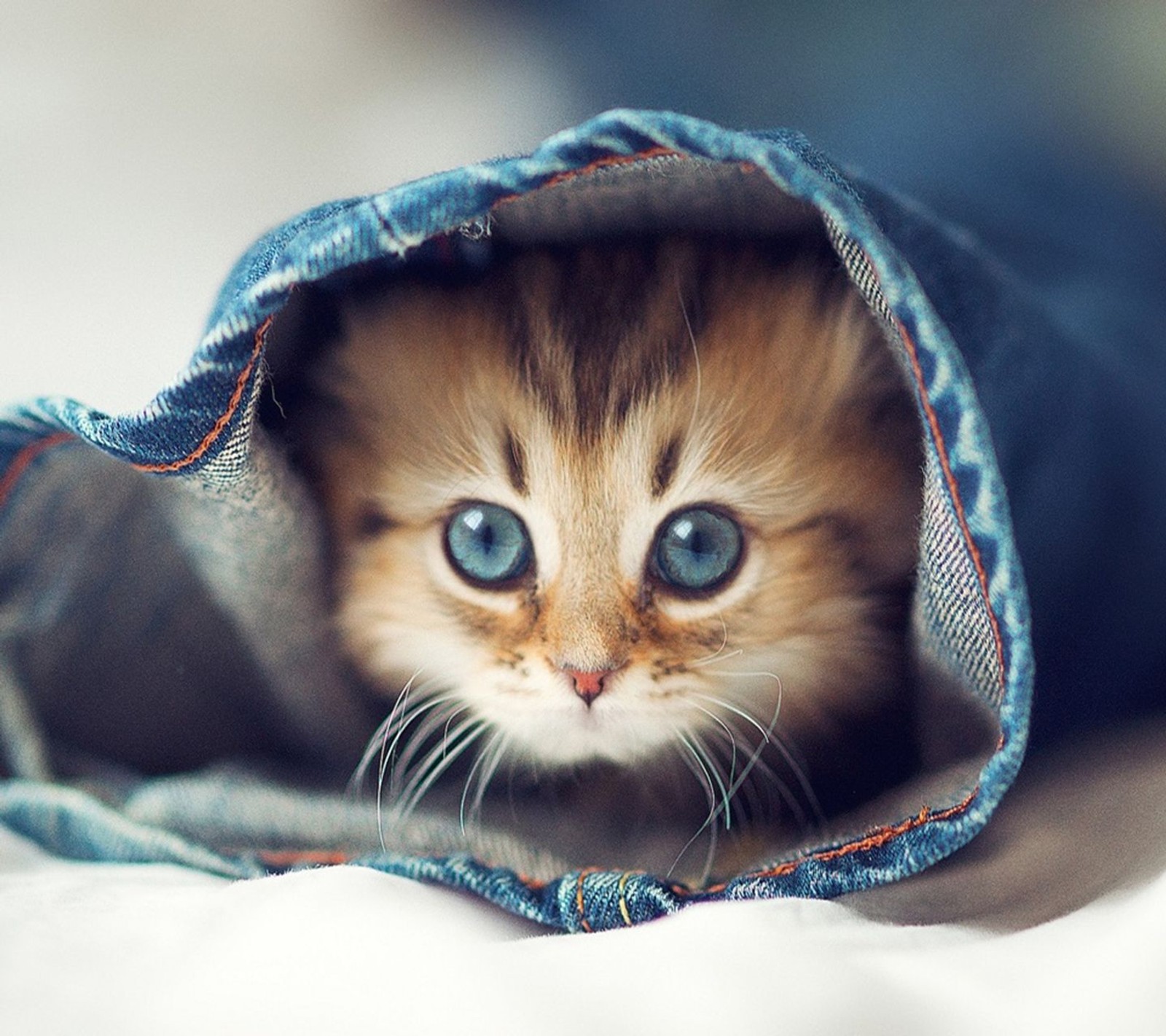 Hay un pequeño gatito escondido en un par de jeans. (animal, azul, cat, lindo, ojos)