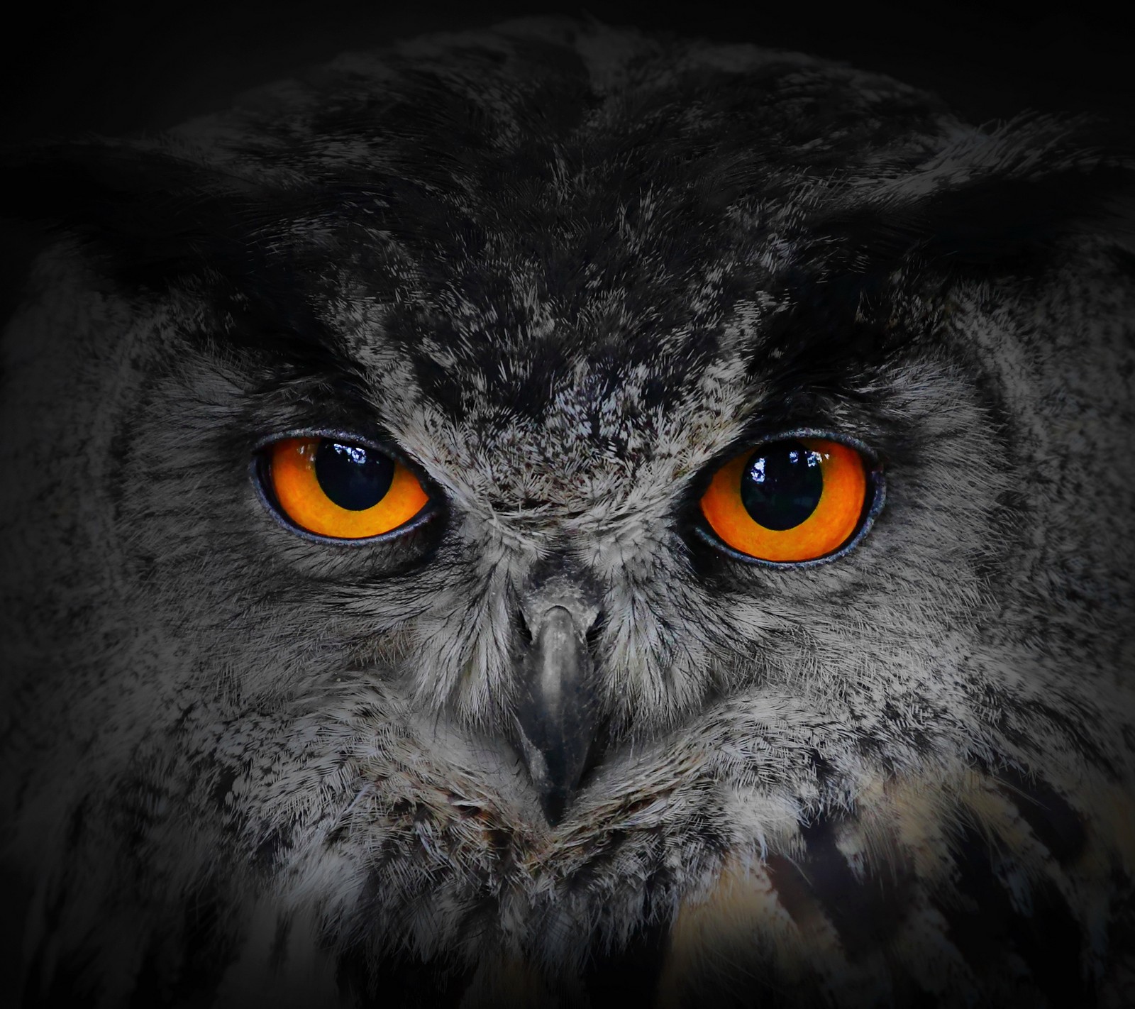 There is a close up of an owl with orange eyes (animal, background, bird, eyes, owl)