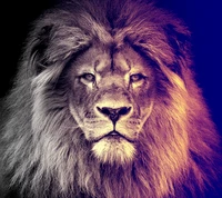 king, lion