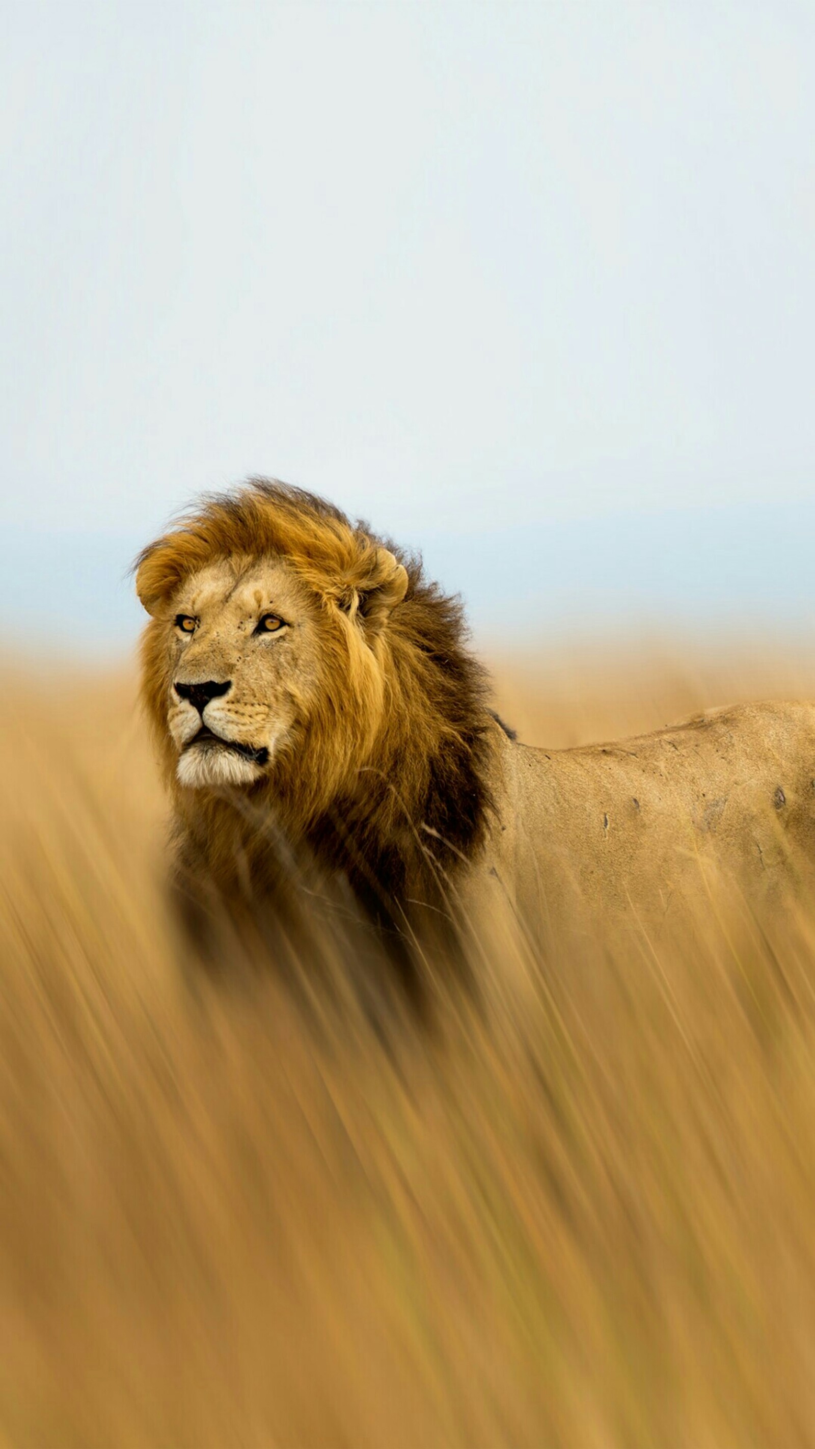 Un lion marche à travers un champ d'herbe haute (animal, roi, le lion)