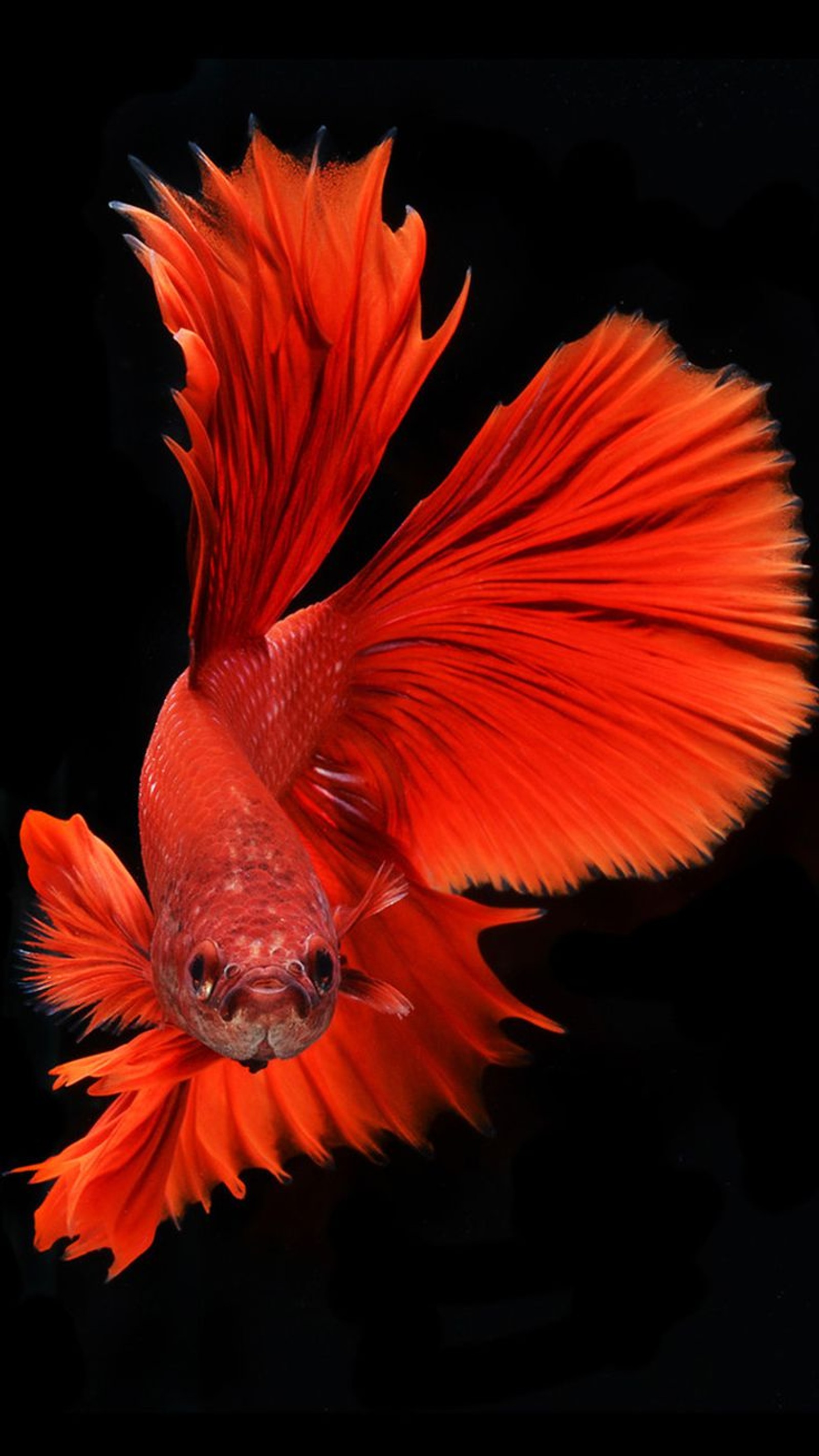 animal, betta, fish, hd, ios wallpaper