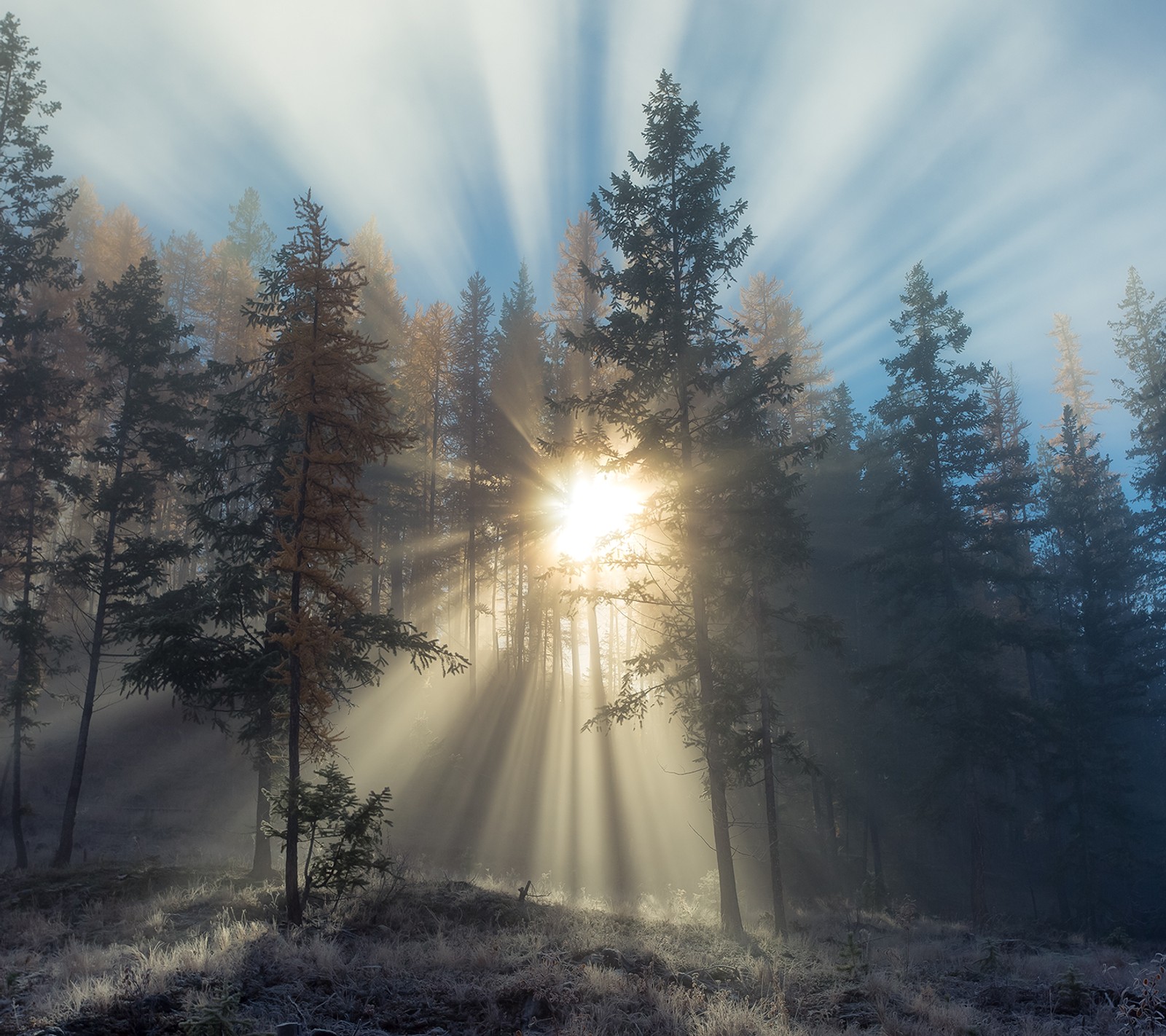 A close up of a sunbeam in a forest with trees (nature, sun, trees)