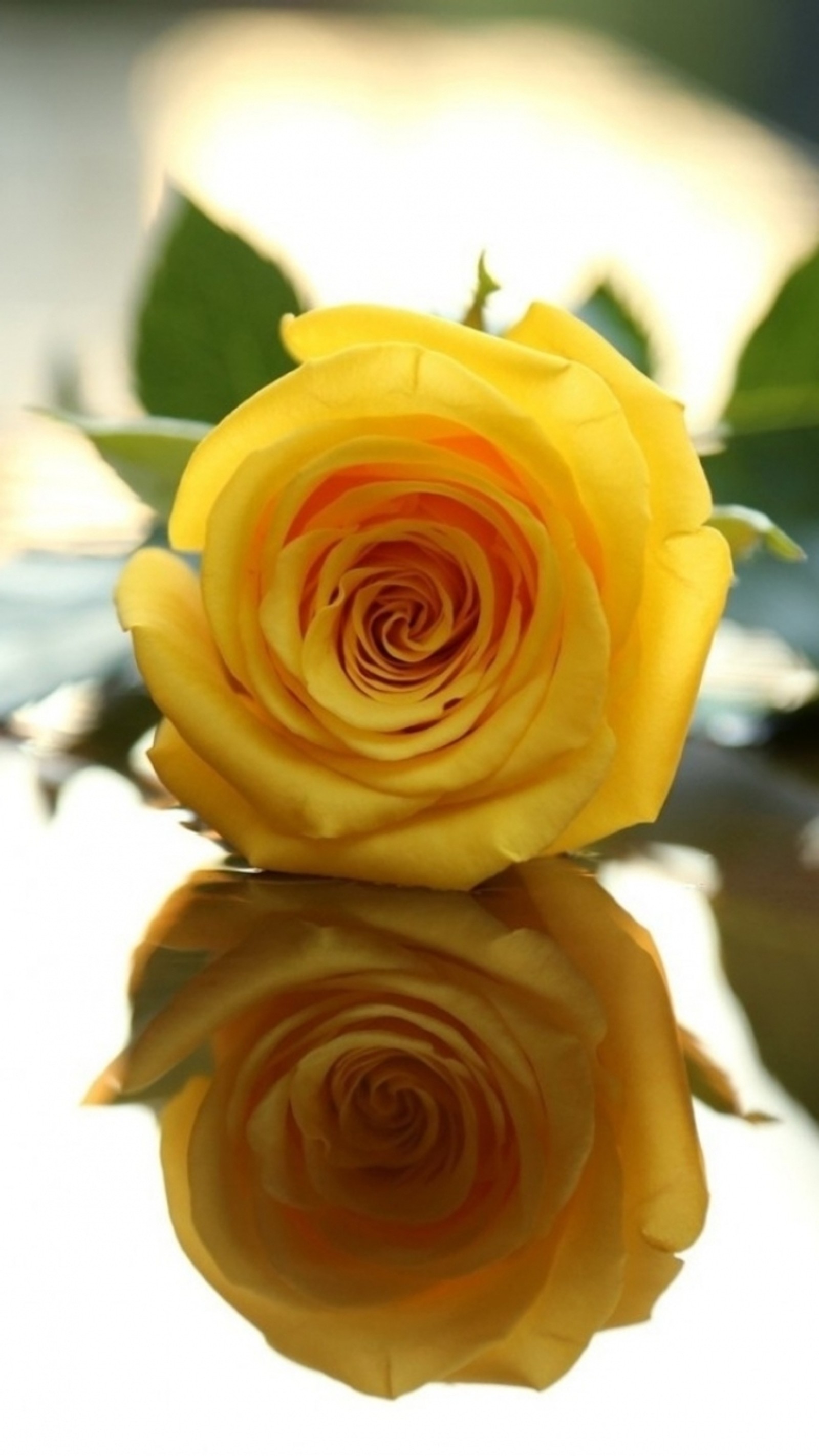 Una rosa amarilla con reflejo en una superficie reflectante con hojas verdes (flores, rosa, amarillo)