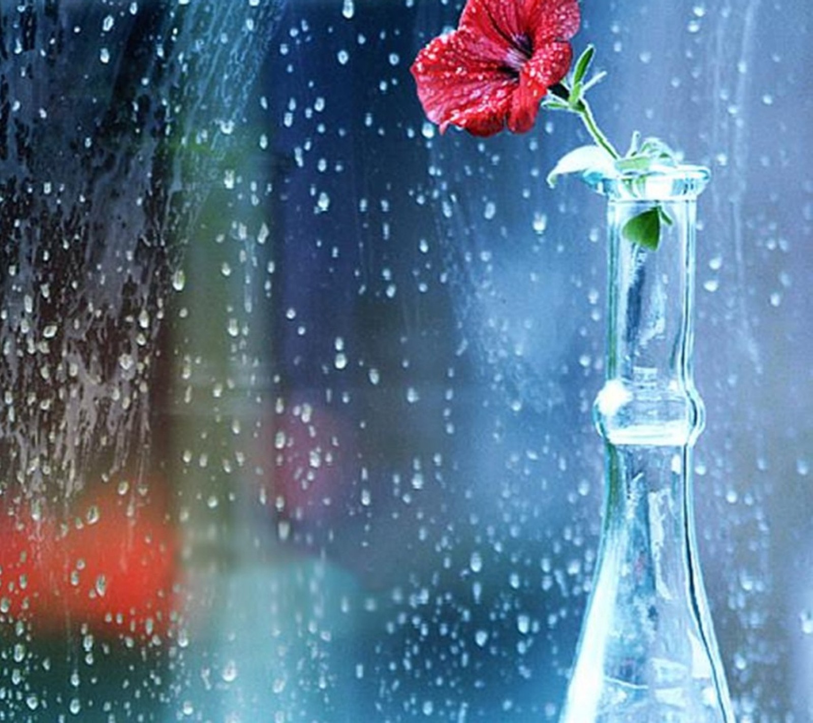 Il y a une fleur rouge dans un vase en verre par un jour de pluie (seul, gouttes, pluie, rose)