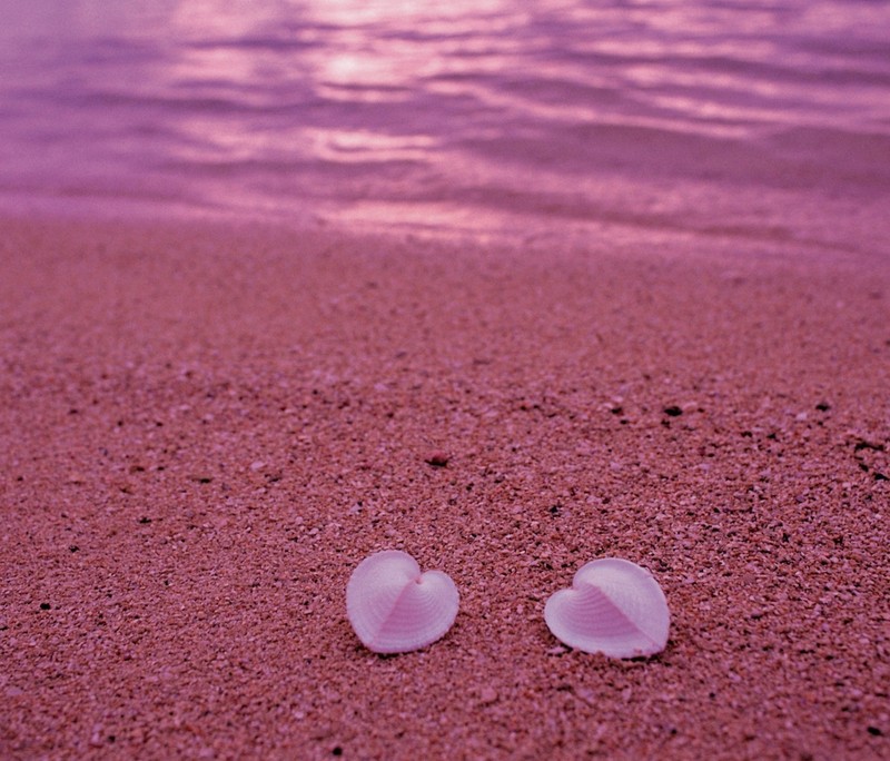 На песке рядом с водой находятся две ракушки (heart shells, любовь, природа)