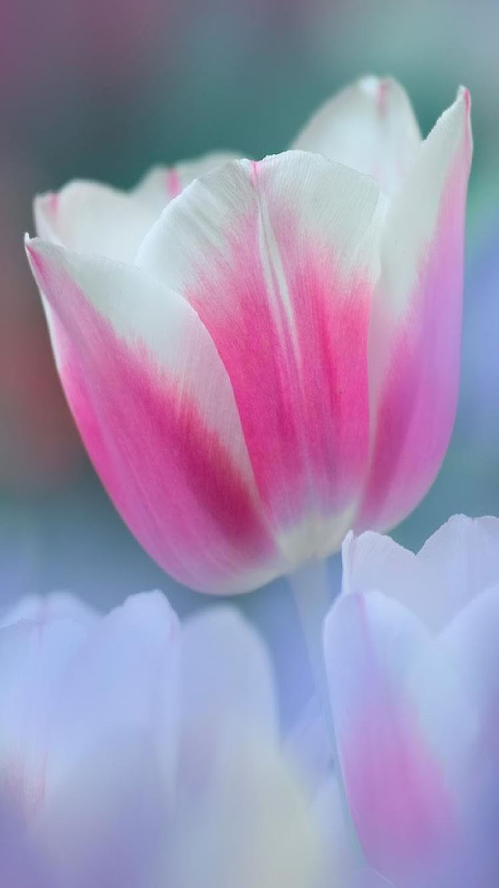 Il y a une tulipe rose et blanche dans un champ de fleurs (fleur, rose)