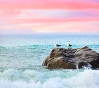 Paisagem marinha serena com pássaros na costa rochosa sob um céu rosa