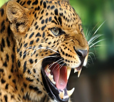 animal, beatiful, leopard