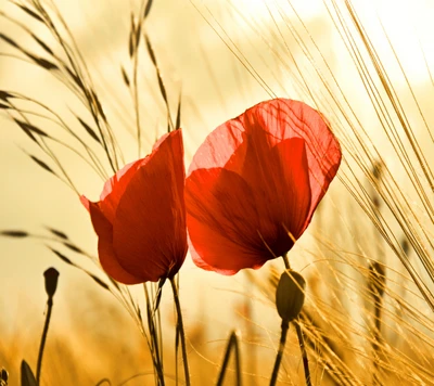 fleur, nature, coquelicot, rouge