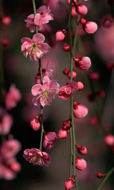 Elegância da flor de cerejeira: Delicadas flores rosas em flor