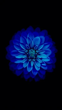 Flor de zinnia azul abstracta sobre fondo negro