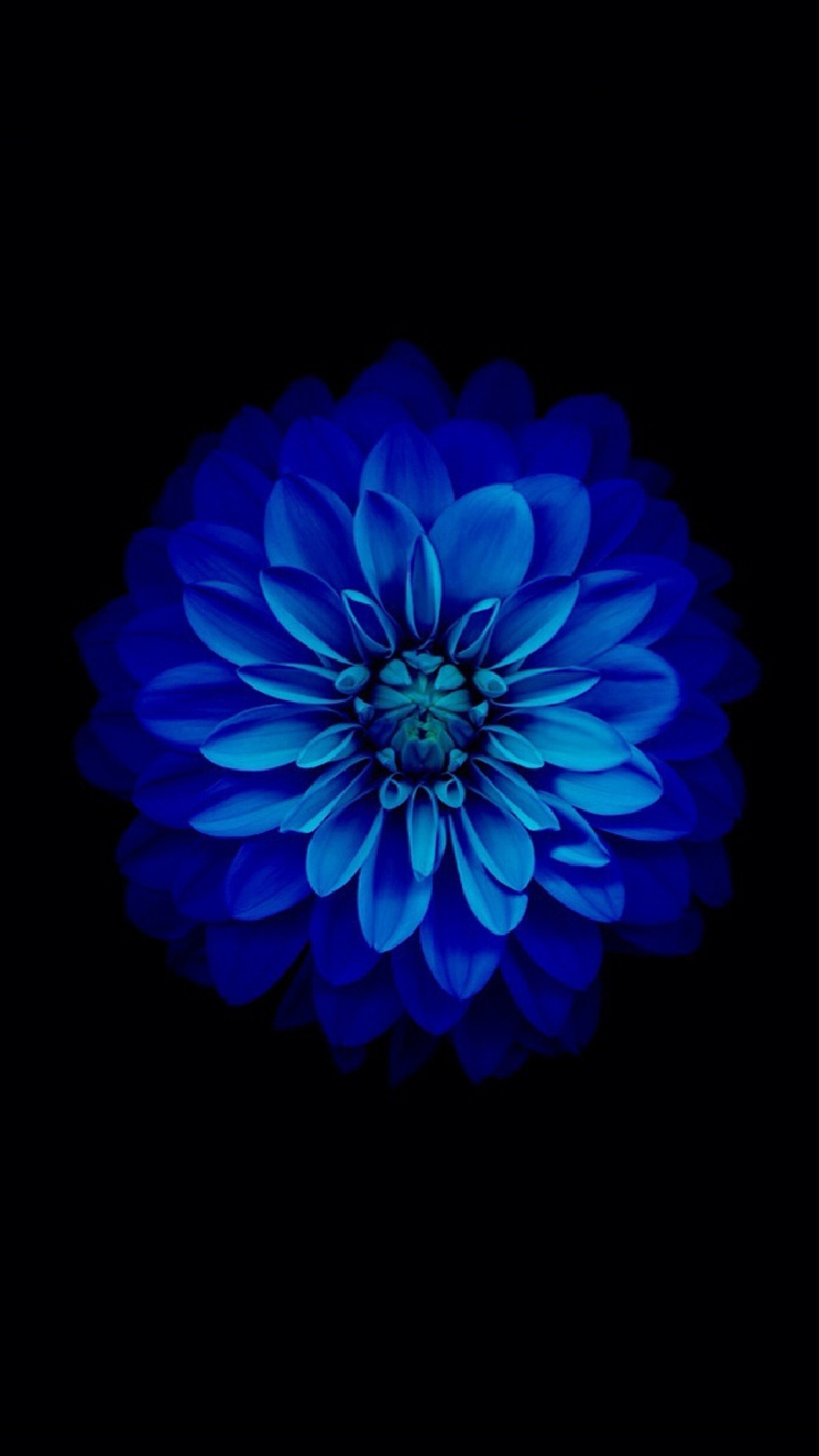 Un primer plano de una flor azul sobre un fondo negro (azul, flor, zinnia, floración, negro)