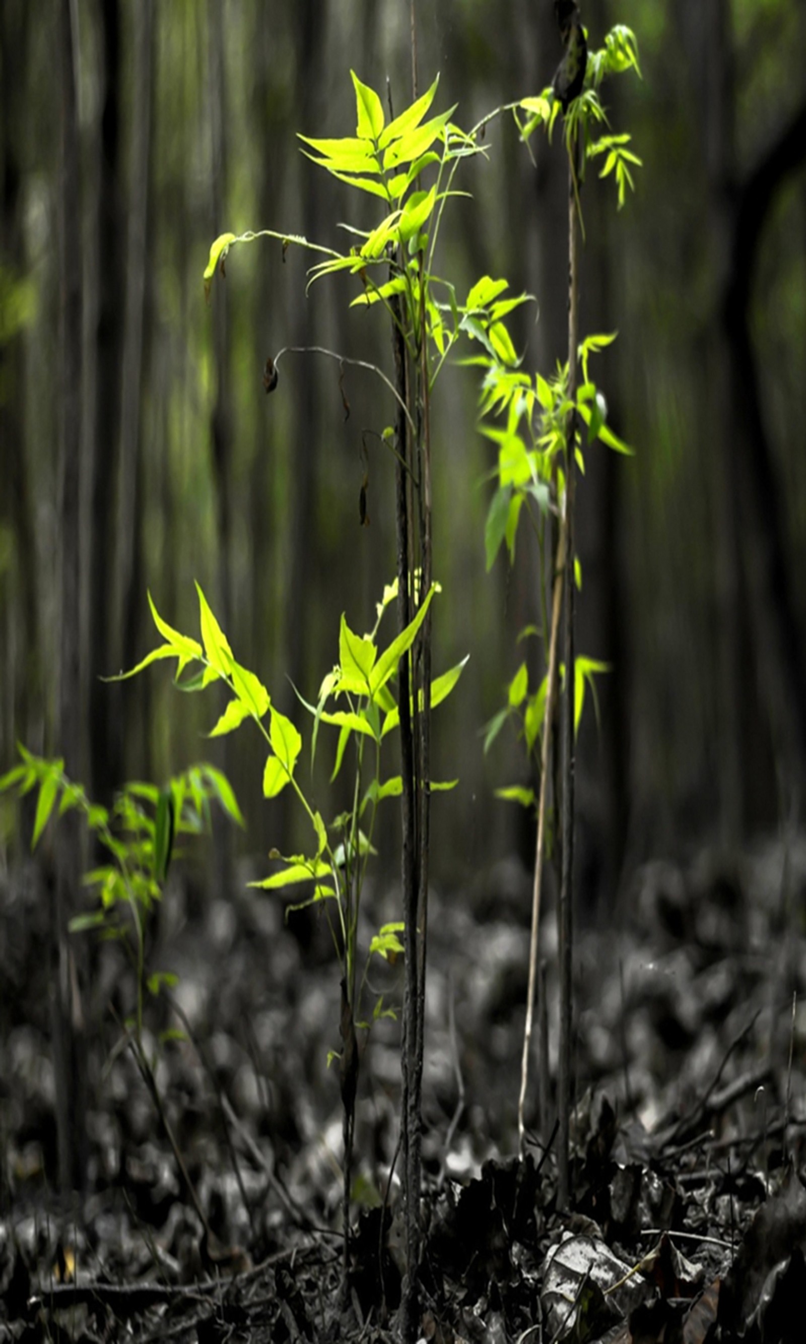 Uma pequena planta crescendo do solo (floresta, verde, hd, folhas, natureza)