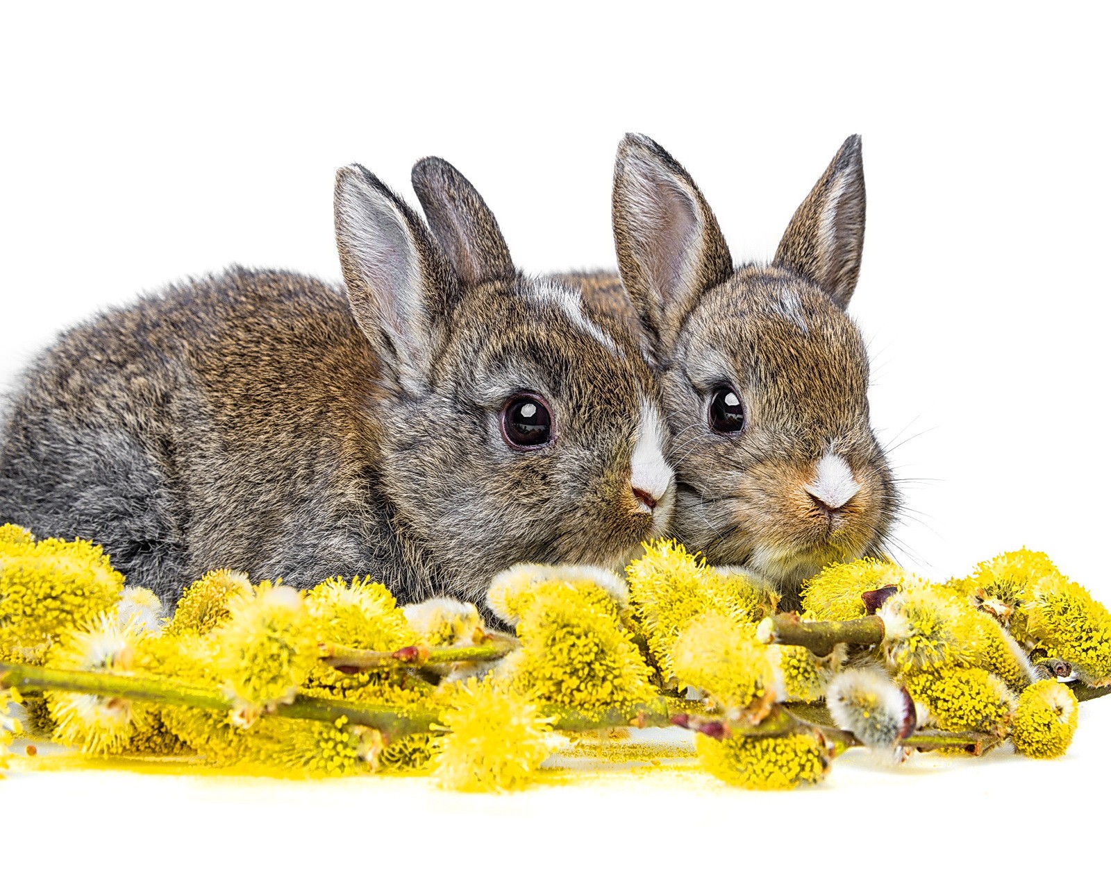 There are two rabbits sitting next to each other on a table (bunnies, cute, flowers, spring)