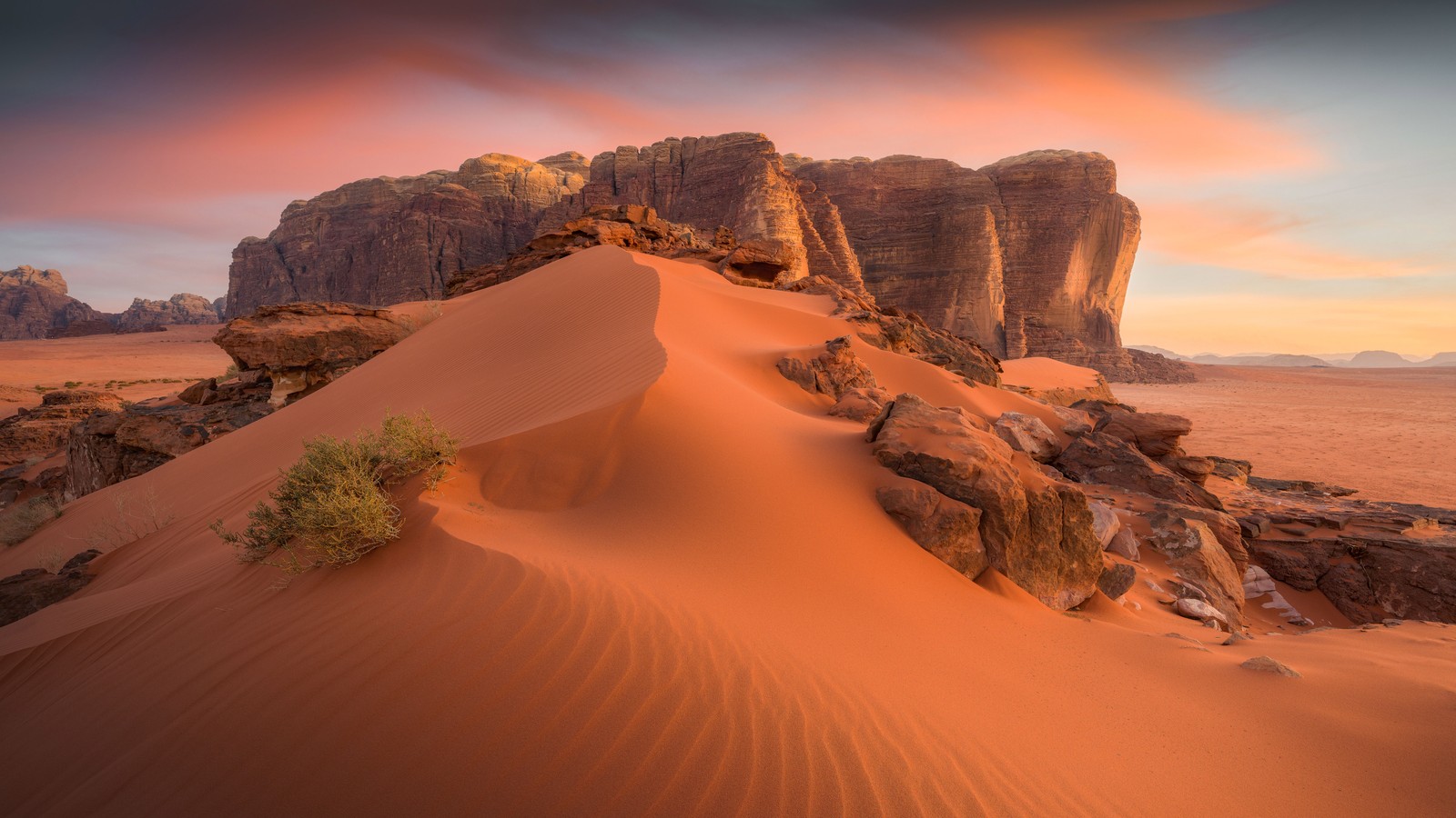 Ein einsamer baum steht am rand einer sanddüne im wadi (wadi rum, tal des mondes, wüste, jordan, unesco weltkulturerbe)