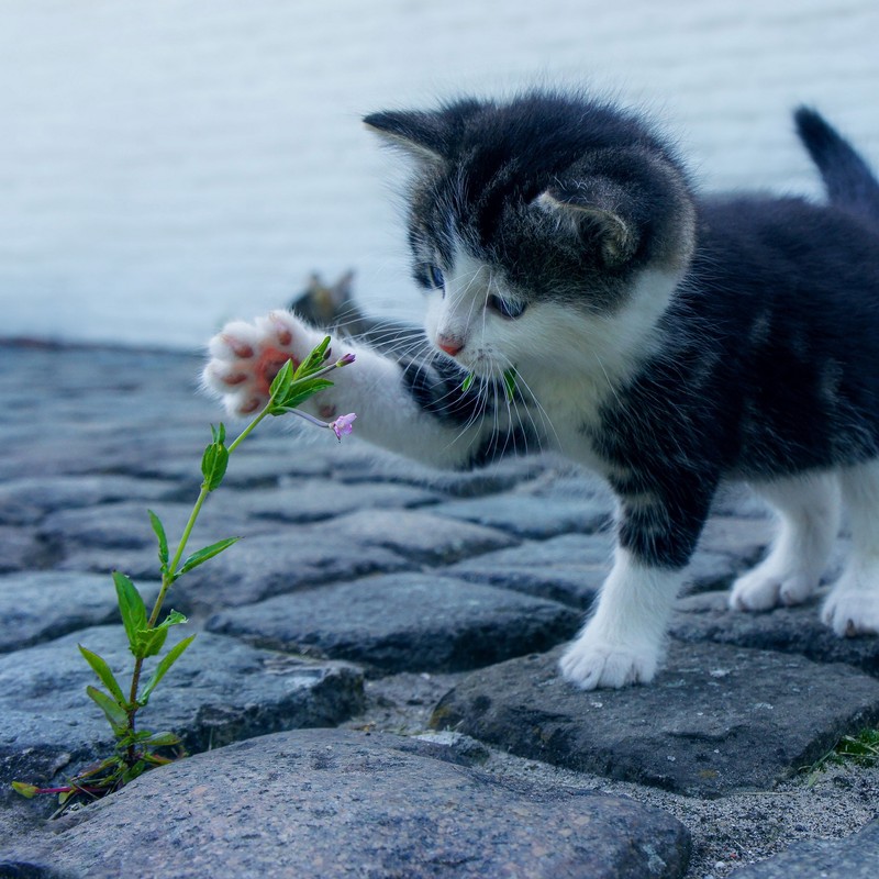 Маленький котенок играет с цветком (кот, кошки, котёнок, симпатичный, sevimli)