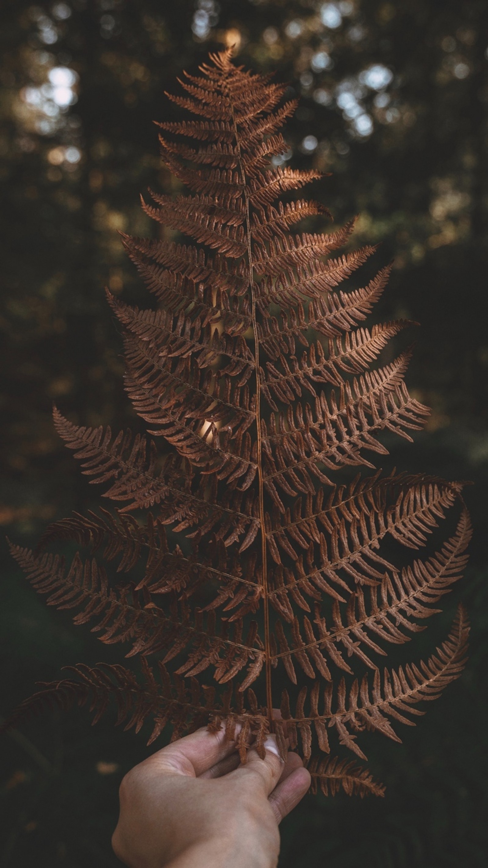 Quelqu'un tient une feuille de fougère à la main dans les bois (feuille, arbre, android, plante, plante terrestre)