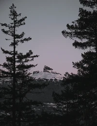 Winter Wilderness: Majestic Snow-Capped Peaks Framed by Fir Trees