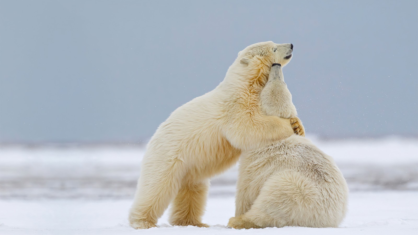 Zwei eisbären stehen im schnee auf ihren hinterbeinen. (eisbär, umarmung, schneefeld, tiere, tier)