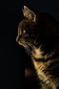 Un perfil llamativo de un gato atigrado, con bigotes prominentes y una expresión contemplativa contra un fondo oscuro.