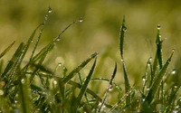 Rosée du matin sur l'herbe : Une perspective macro