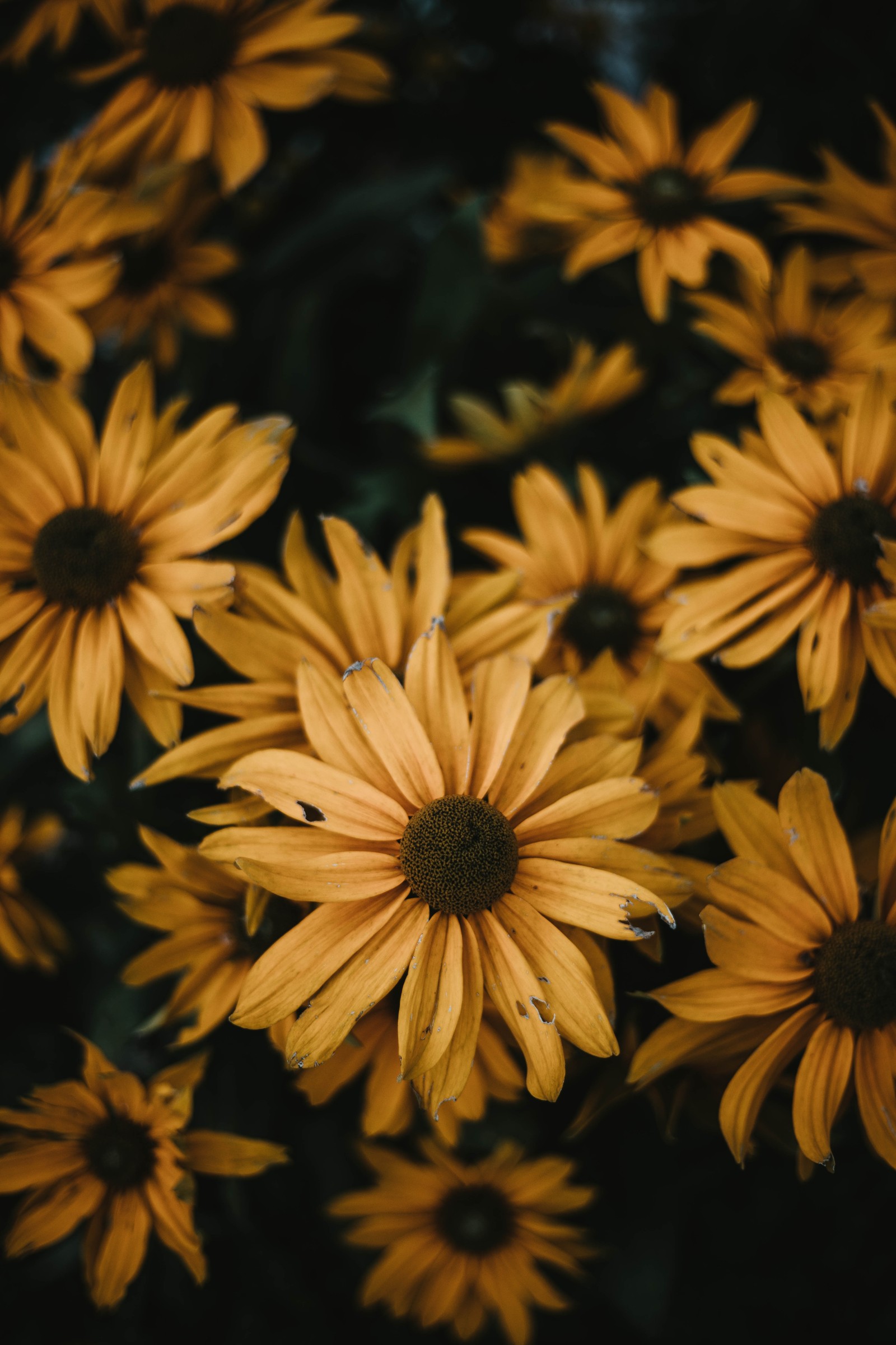 Fleurs jaunes en groupe avec un fond sombre (marguerite commune, fleur, jaune, pétale, plante)