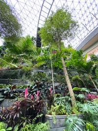 singapore, biome, houseplant, palm trees, vegetation