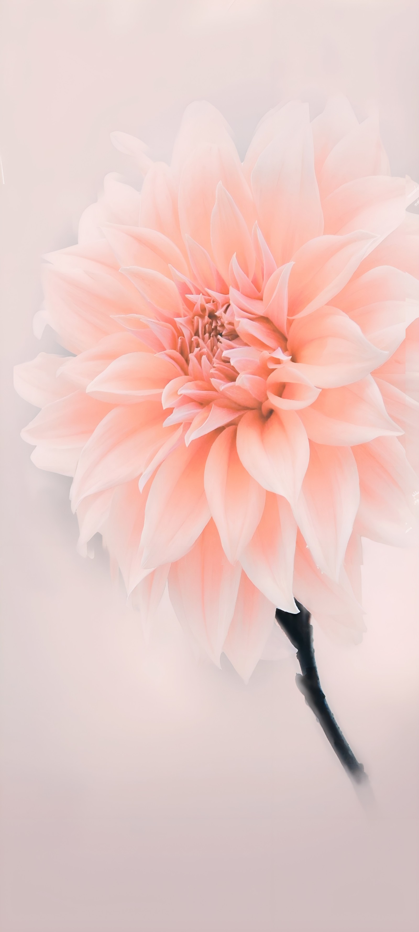 Il y a une fleur rose dans un vase sur une table. (fleurs, rose, dessin floral, plante à fleurs, fleur)