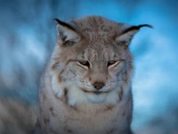 Lince Majestoso: Um Retrato de um Gato Selvagem Terrestre