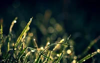 Herbe embrassée par la rosée avec bokeh et atmosphère ensoleillée